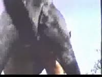 Dirty pussy got fucked and pounded by black dog